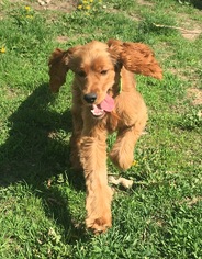 Golden Cocker Retriever Dogs for adoption in Minneapolis, MN, USA