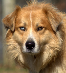 Border-Aussie Dogs for adoption in Sparta, TN, USA