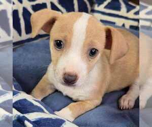 Beagle-Chihuahua Mix Dogs for adoption in Princeton, MN, USA