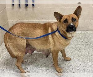 Mutt Dogs for adoption in Conroe, TX, USA