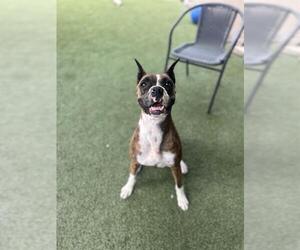 Boxer-Unknown Mix Dogs for adoption in Chula Vista, CA, USA