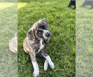 Mutt Dogs for adoption in Virginia Beach, VA, USA