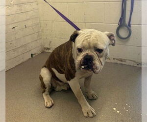 American Bulldog Dogs for adoption in San Bernardino, CA, USA