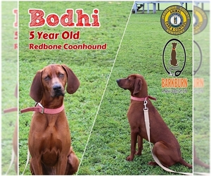 Redbone Coonhound Dogs for adoption in Nicholasville, KY, USA