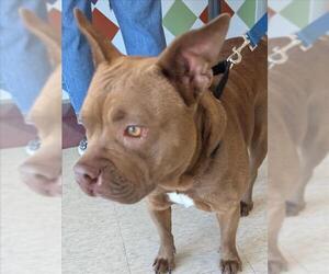 Bulldog-Unknown Mix Dogs for adoption in Plano, TX, USA
