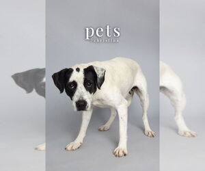 Mutt Dogs for adoption in Foristell, MO, USA