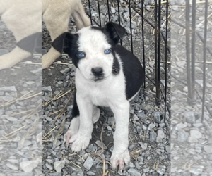 Border Collie-Unknown Mix Dogs for adoption in Unionville, PA, USA