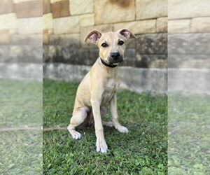 Mutt Dogs for adoption in PIPE CREEK, TX, USA