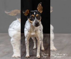 Rat Terrier Dogs for adoption in Claremore, OK, USA
