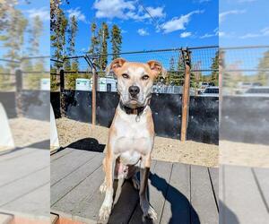 Boxer-Unknown Mix Dogs for adoption in Frisco, CO, USA