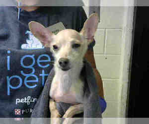 Chihuahua Dogs for adoption in Atlanta, GA, USA