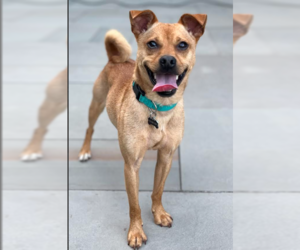 Chug Dogs for adoption in Cranston, RI, USA