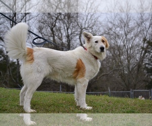 Small Border Collie-Great Pyrenees Mix