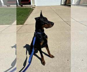Doberman Pinscher Dogs for adoption in Buffalo, MN, USA