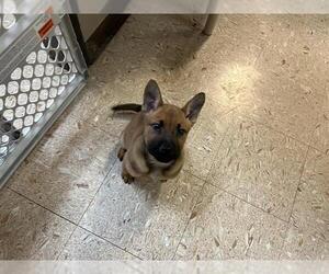 Chow Chow-Unknown Mix Dogs for adoption in Tulsa, OK, USA