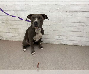 American Pit Bull Terrier Dogs for adoption in San Bernardino, CA, USA