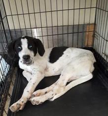Border Collie Dogs for adoption in Fort Worth, TX, USA