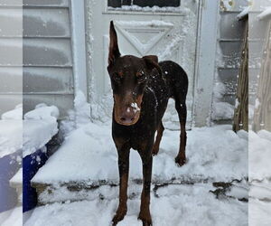 Doberman Pinscher Dogs for adoption in Aurora, OH, USA