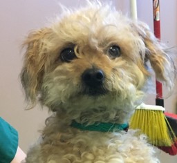 Poodle (Miniature) Dogs for adoption in Rohnert Park, CA, USA