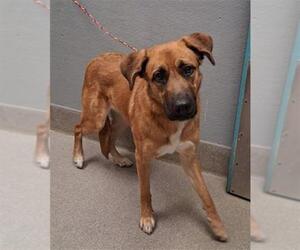 German Shepherd Dog-Unknown Mix Dogs for adoption in Las Vegas, NV, USA