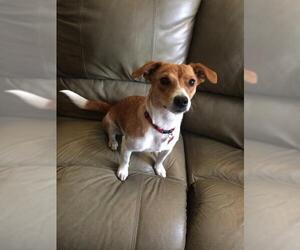 Beagle-Chihuahua Mix Dogs for adoption in Grafton, WI, USA