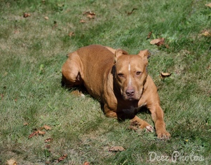 American Pit Bull Terrier-Unknown Mix Dogs for adoption in Beckley, WV, USA