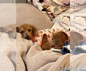 Mutt Dogs for adoption in Springdale, PA, USA