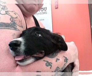 Borador Dogs for adoption in Louisville, KY, USA