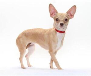 Chiweenie Dogs for adoption in Burbank, CA, USA