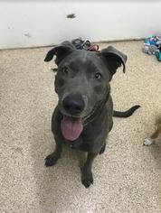 Weimaraner Dogs for adoption in Tempe, AZ, USA