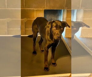 Mutt Dogs for adoption in Minneapolis, MN, USA