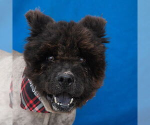 Chow Chow Dogs for adoption in Pasadena, CA, USA