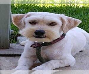 Maltipoo Dogs for adoption in Upland, CA, USA