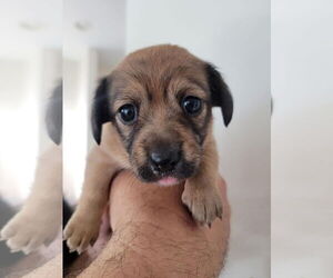Chihuahua-Unknown Mix Dogs for adoption in Valrico, FL, USA