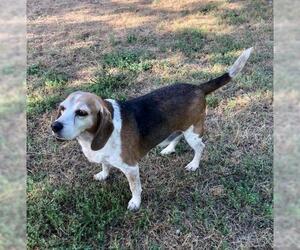Beagle Dogs for adoption in Winder, GA, USA