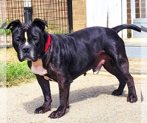 American Bulldog-Unknown Mix Dogs for adoption in Calhoun, GA, USA