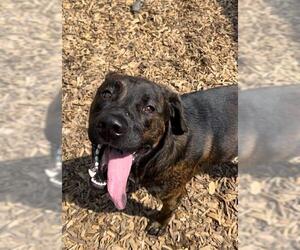 Labrador Retriever-Unknown Mix Dogs for adoption in London, Ontario, Canada