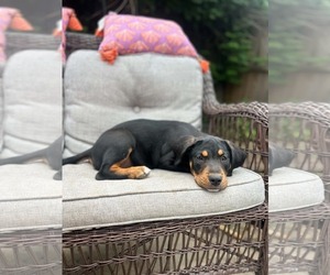 Labrottie Dogs for adoption in Kannapolis, NC, USA