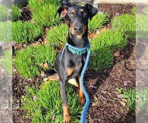 Doberman Pinscher Dogs for adoption in Sacramento, CA, USA