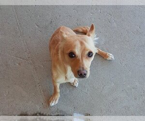 Chihuahua-Unknown Mix Dogs for adoption in Diamondville, WY, USA