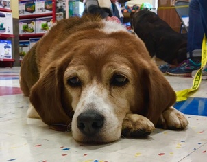 Beagle Dogs for adoption in Oxford, MI, USA