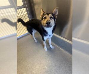 German Shepherd Dog Dogs for adoption in San Martin, CA, USA