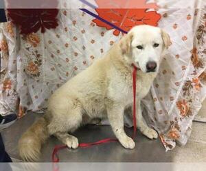 Great Pyrenees-Unknown Mix Dogs for adoption in Riverside, CA, USA