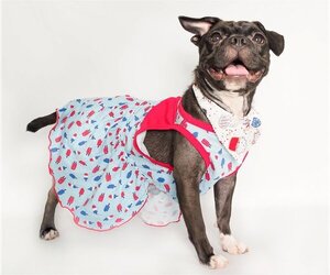 Frenchie Pug Dogs for adoption in phoenix, AZ, USA