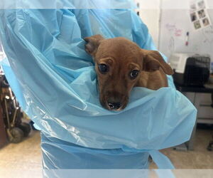 Mutt Dogs for adoption in Raleigh, NC, USA