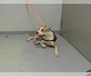 American Pit Bull Terrier-Unknown Mix Dogs for adoption in St. Cloud, FL, USA
