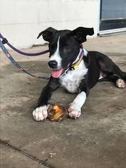 Border Collie-Unknown Mix Dogs for adoption in Monroeville, AL, USA