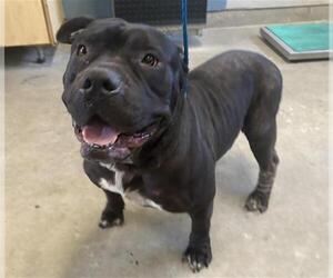 Mastiff Dogs for adoption in Camarillo, CA, USA