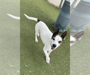 Holland Shepherd-Unknown Mix Dogs for adoption in Pasadena, TX, USA