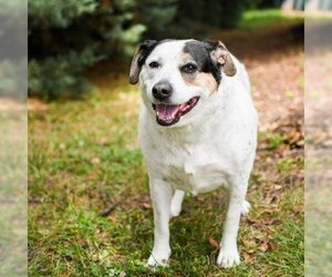 Pointer Dogs for adoption in Cumming, GA, USA